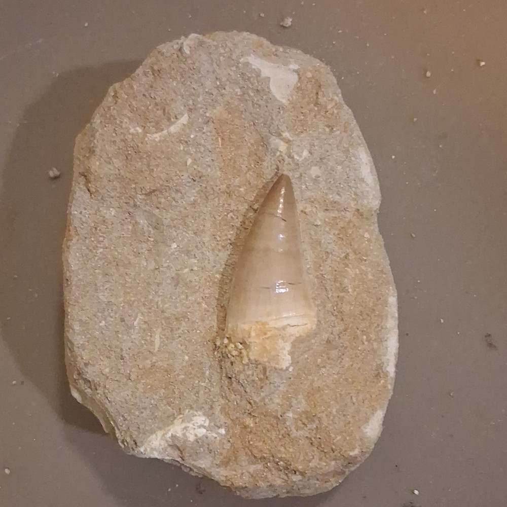 Fossilized Dinosaur Tooth Embedded in Matrix Prehistoric Fossil Specimen
