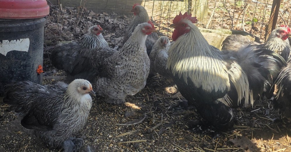 6++ Silver Penciled Bobtail Cochin Bantam