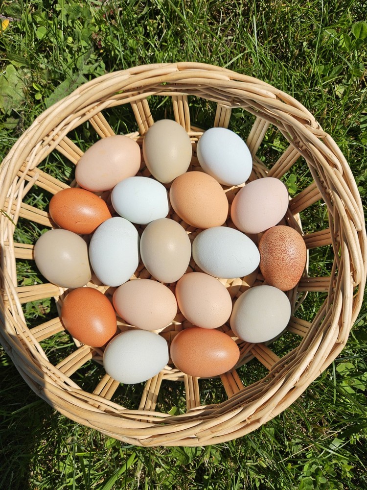 Barnyard Mix Fresh Hatching Eggs From Free Range Chickens