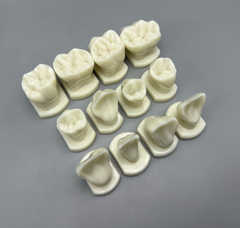 12pcs Dental Teeth Form Models For Lab Teaching Tooth Study Ortho Typodont Model