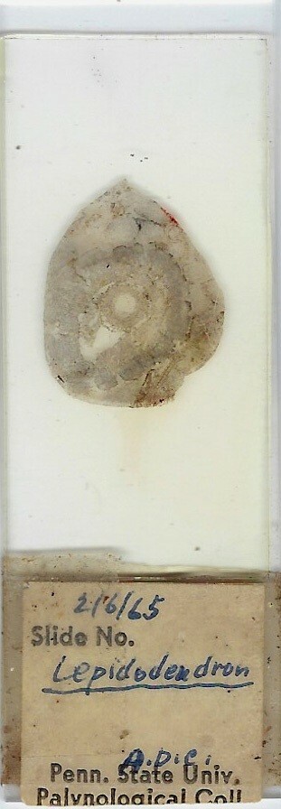 Lepidodendron (Coal Fossil) Microscope Slide (A)