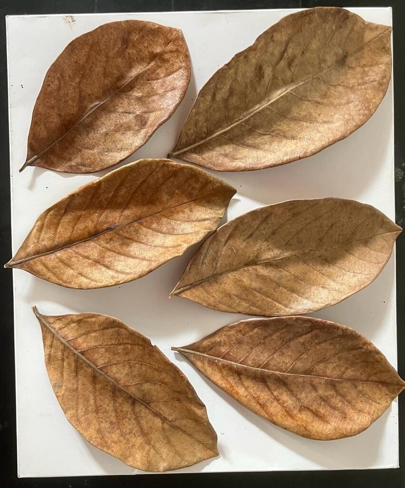 Jack fruit leaves