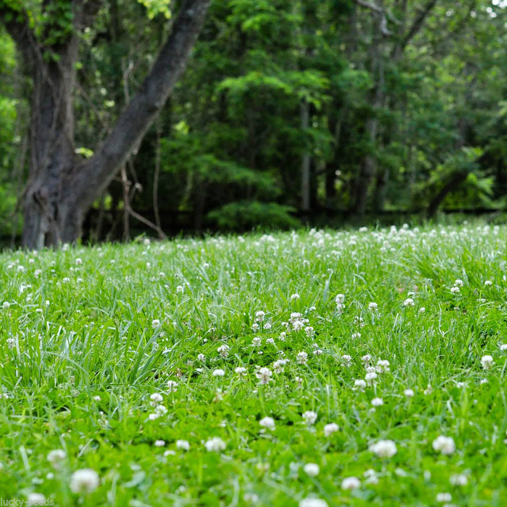 White Dutch Clover Seed 3 Lbs. - 1/2 Acre Coverage (NON-GMO)
