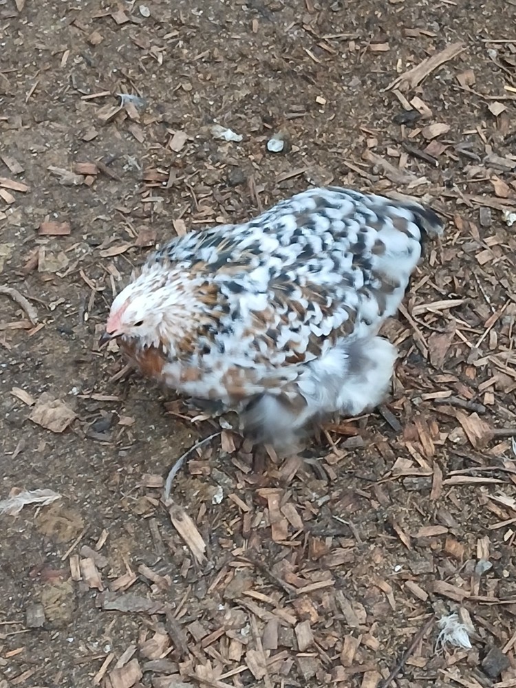 1/2 Dozen Mille Fleur Bantam Cochin Hatching Eggs