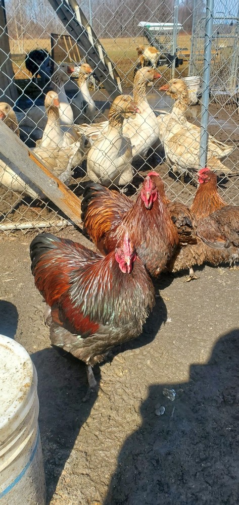 8+ Partridge English Orpington Hatching Eggs 🥚 🐣🐣🥚