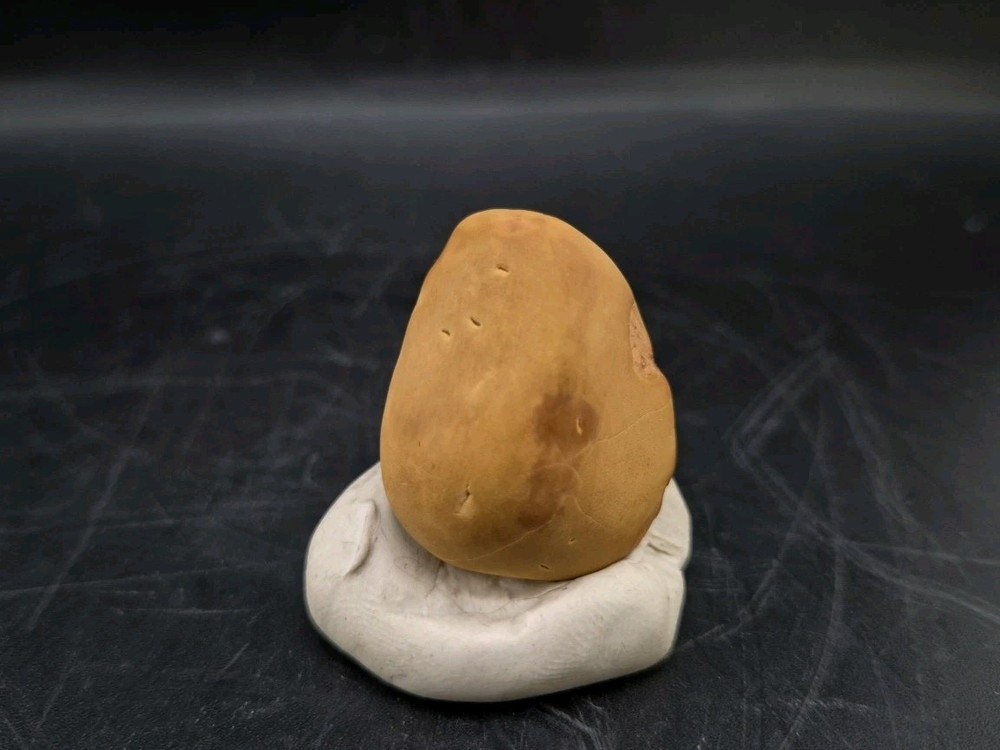 Fossil Seed Pod Pennsylvanian Epoch