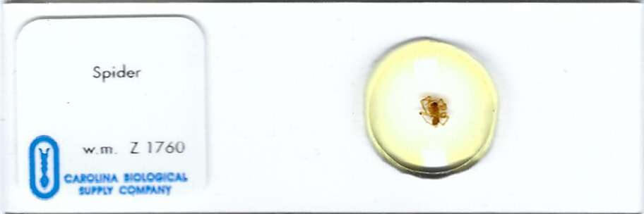 Spider w.m. Microscope Slide