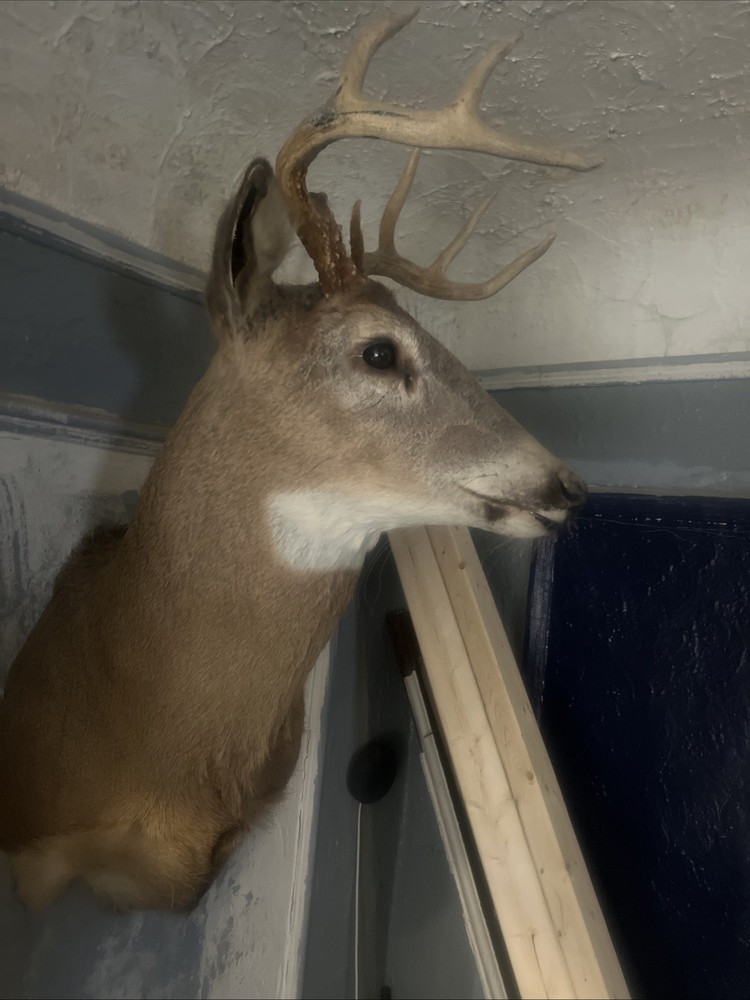 8 point whitetail deer mount