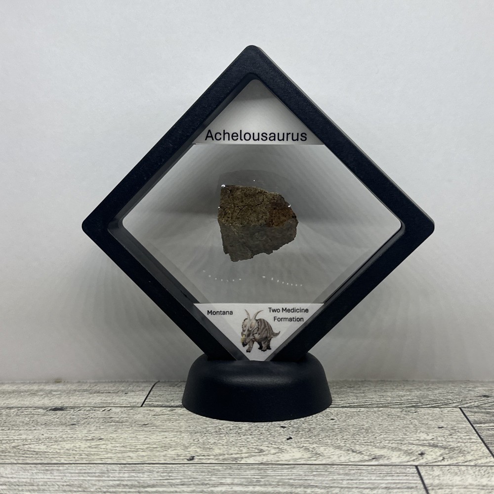 Achelousaurus Extinct Ceratops Dinosaur Bone Fossil in Display Case