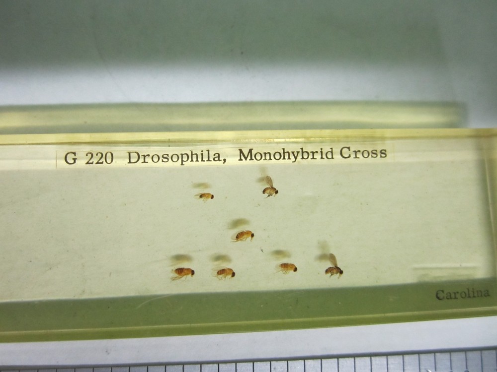 MICROSCOPE SPECIMEN SLIDE DROSOPHILA BIN#25-14-16