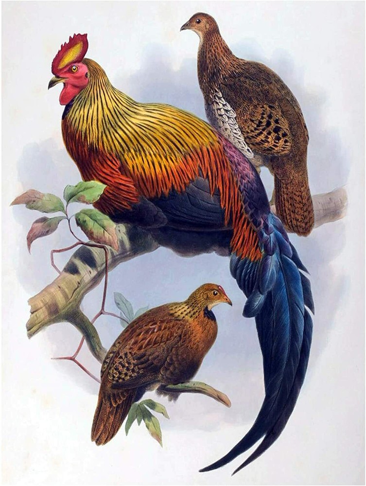Rooster Poultry by D. Elliot Tile Mural Kitchen Wall Backsplash Marble Ceramic