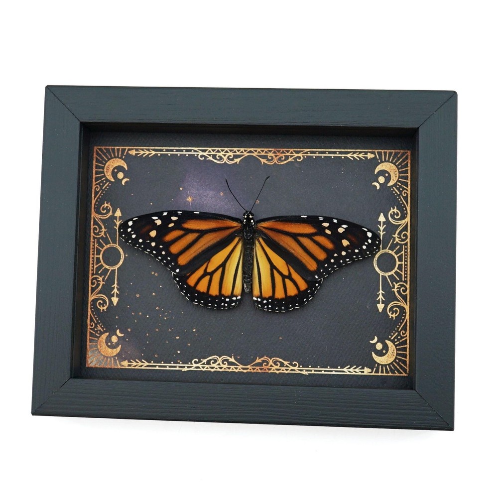 Real Framed Monarch Butterfly Celestial Sky Danaus plexippus Female Resting