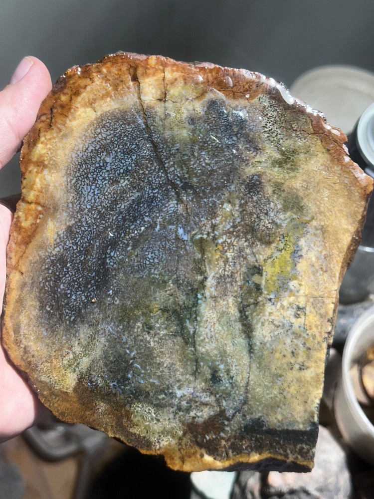 Dinosaur bone rough **hxtled Large end cut.