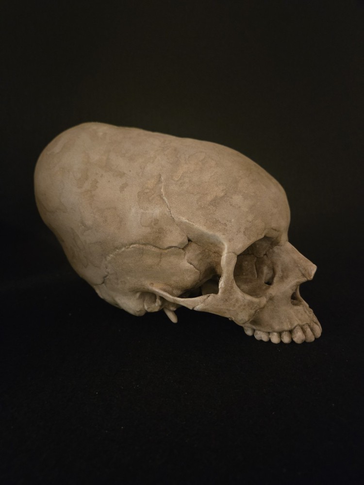 Human Skull Enlongated Realistic