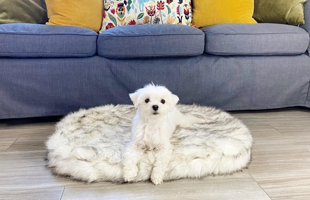 Bed Dog/Cat. Washable, luxurious, memory foam Small Size