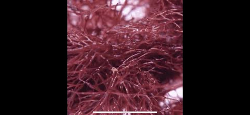 Red Ogo Micro Algae