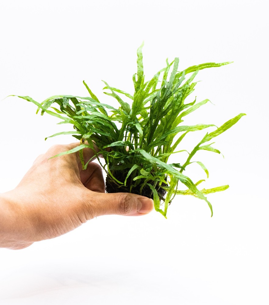 Java Fern 'Trident' – Live Aquarium Plant on Nutripad