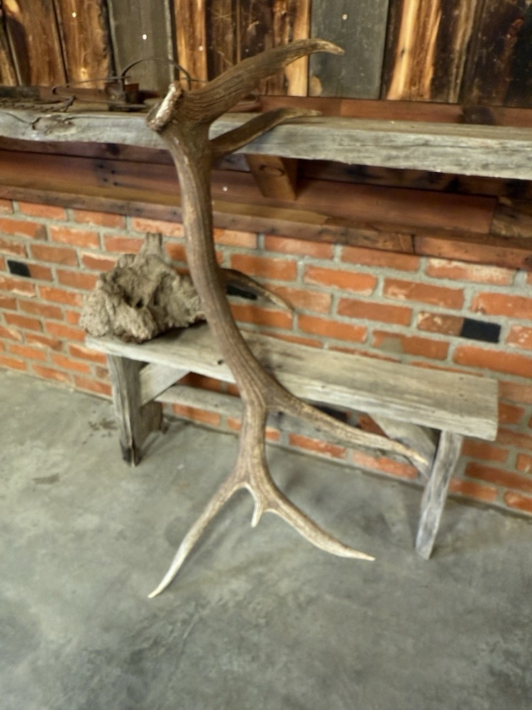 Large 7 Pt Elk Shed ~ Antler ~ Decor