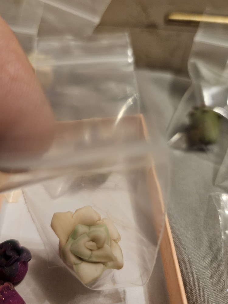 Succulent miniatures lot