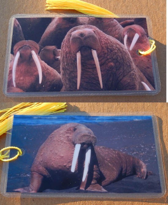 Walrus Vinyl Checkbook Cover with Matching Bookmark