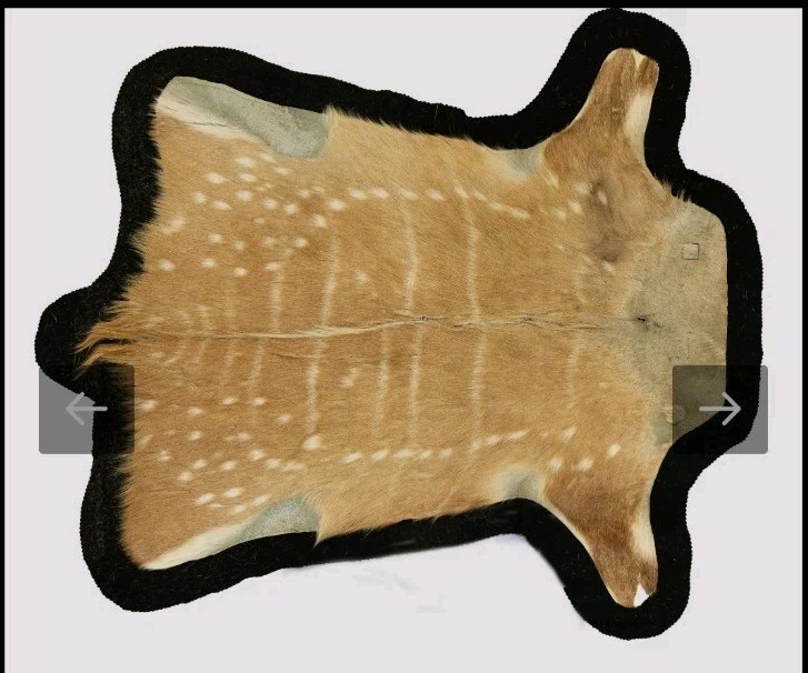African Bushbuck Tanned Hide