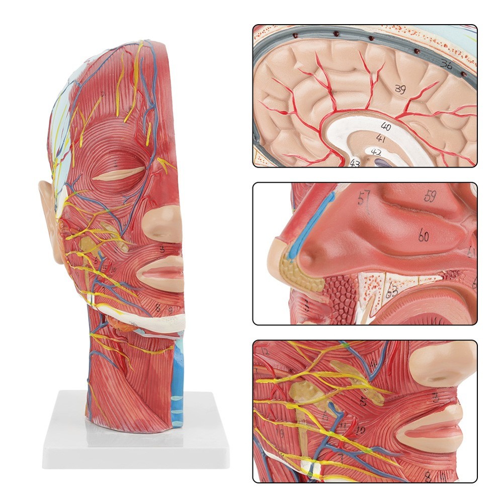 Anatomical Life Size Head Brain Neck Section Study Model New