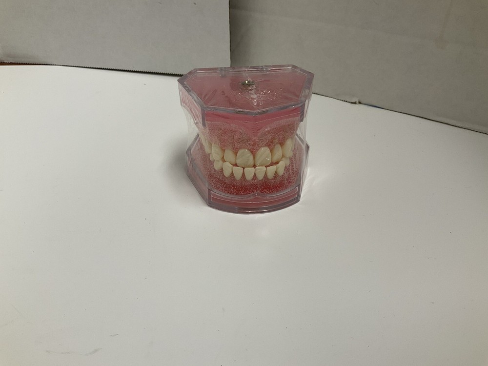 Dental standard orthodontic plastic teeth model 4004 with 28 removeable teeth
