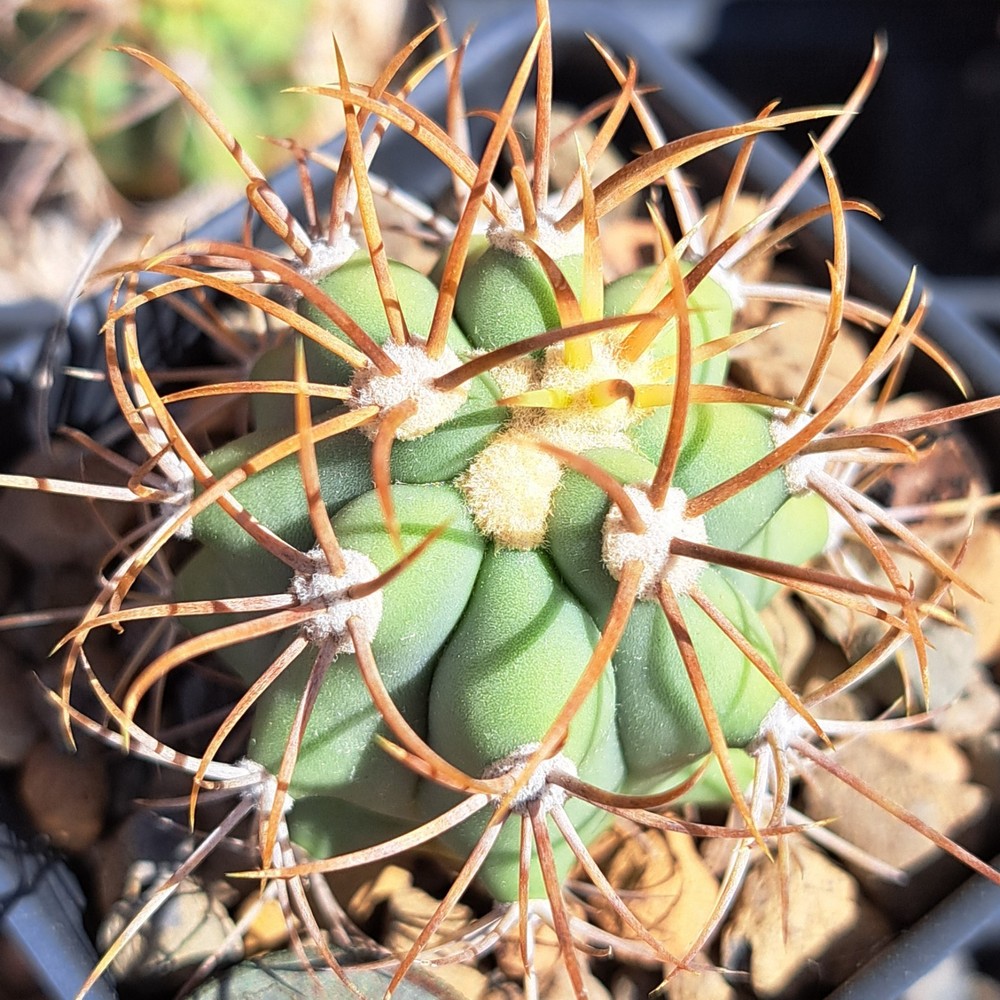 Ferocactus Diguetii BARE ROOT