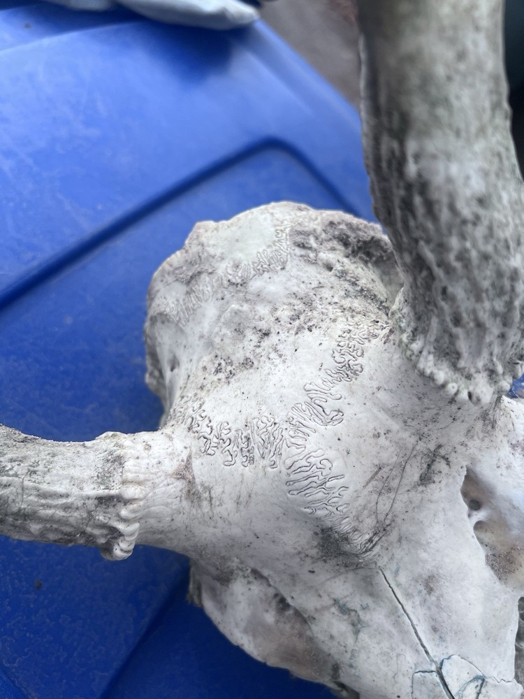 10 Point Buck Mule Deer Skull