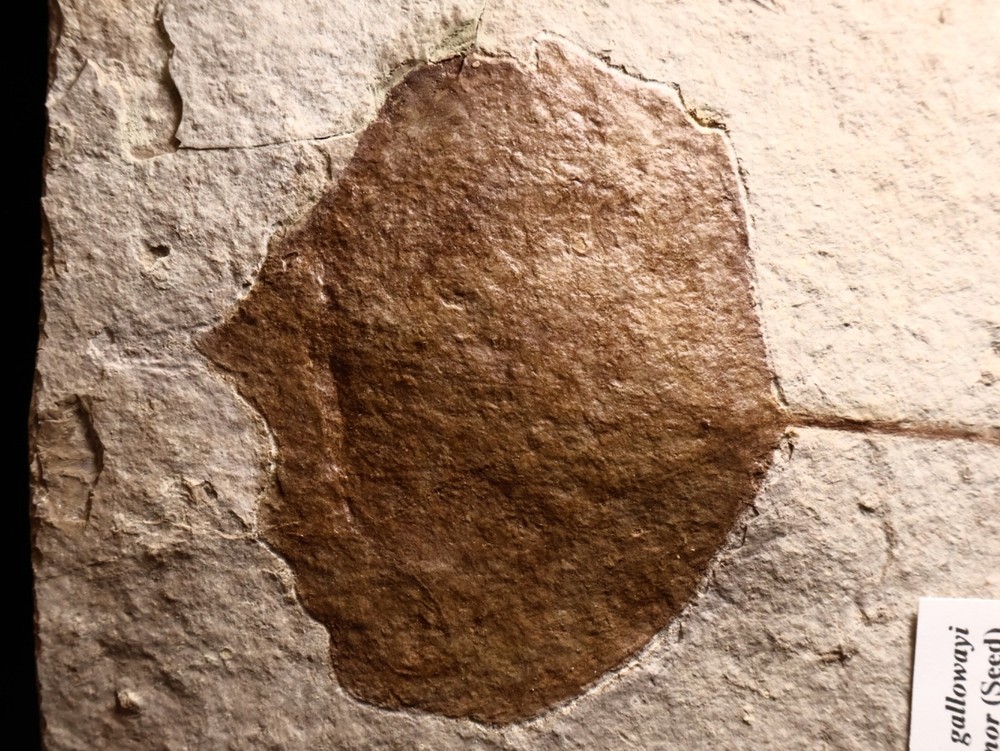 Nice Miocene Leaf Fossil Cherry Co., Nebraska