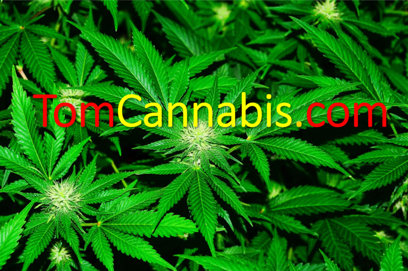 TomCannabis.com / Premium Domain Name / Tom Cannabis .com