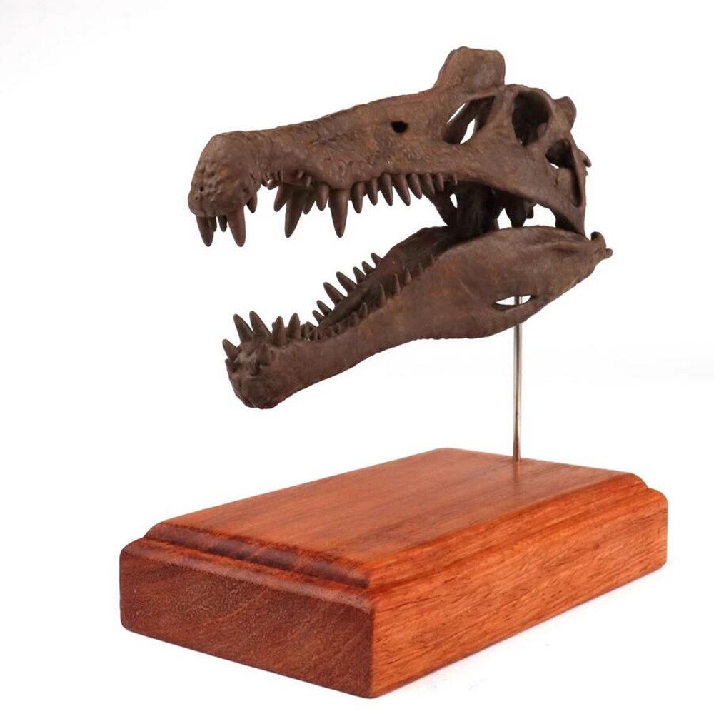 Spinosaurus Skull Skeleton Dinosaur Statue Painted Model Display 3D Printing