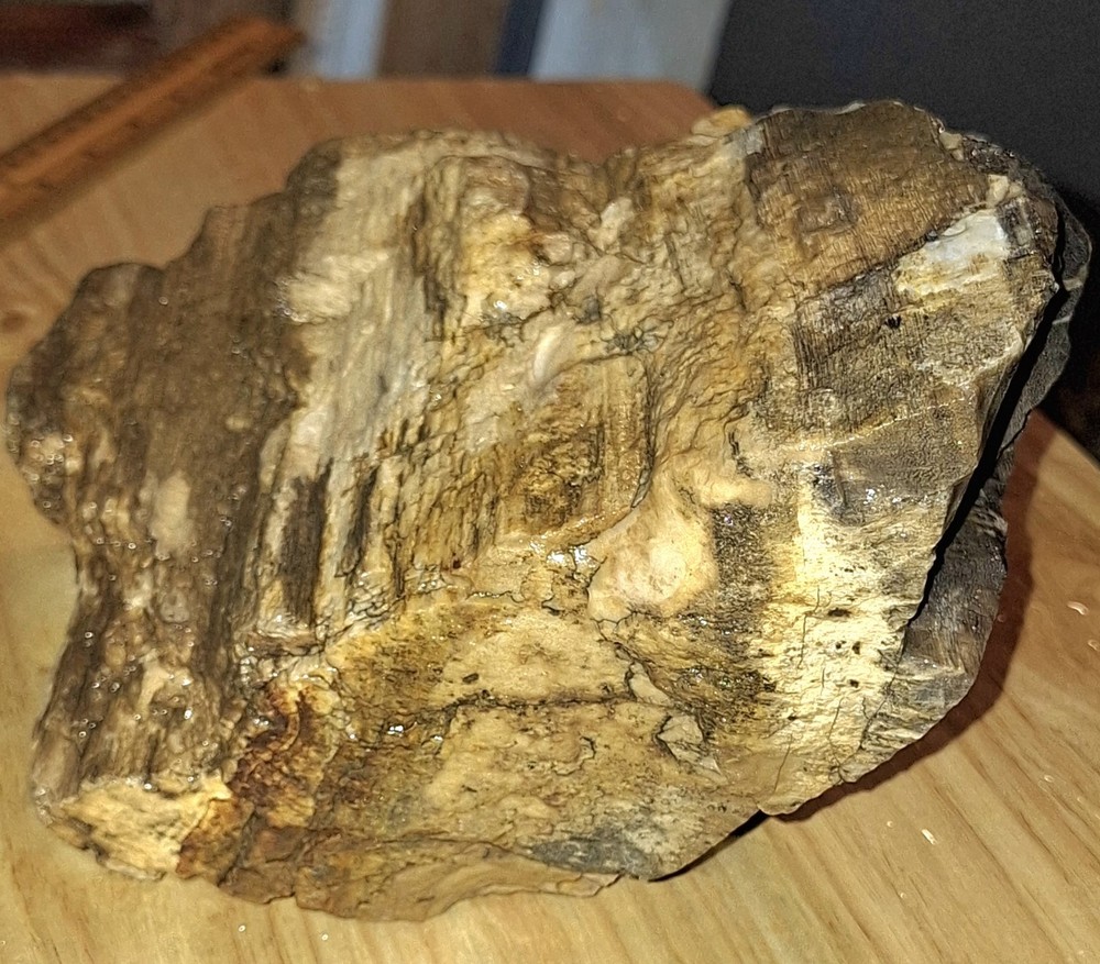 petrified wood log