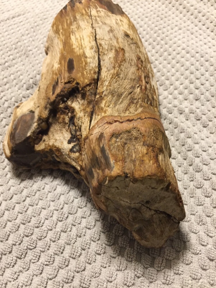 petrified wood log