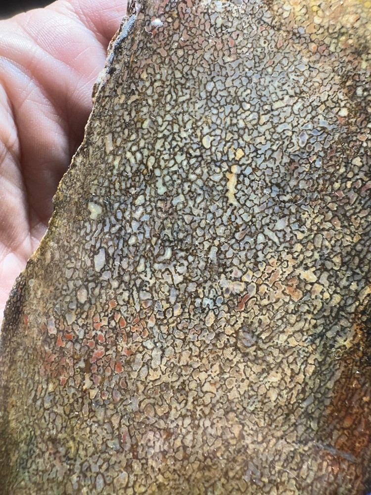 Dinosaur bone rough **hxtled slab.