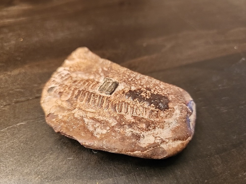 3" Natural Fossil
