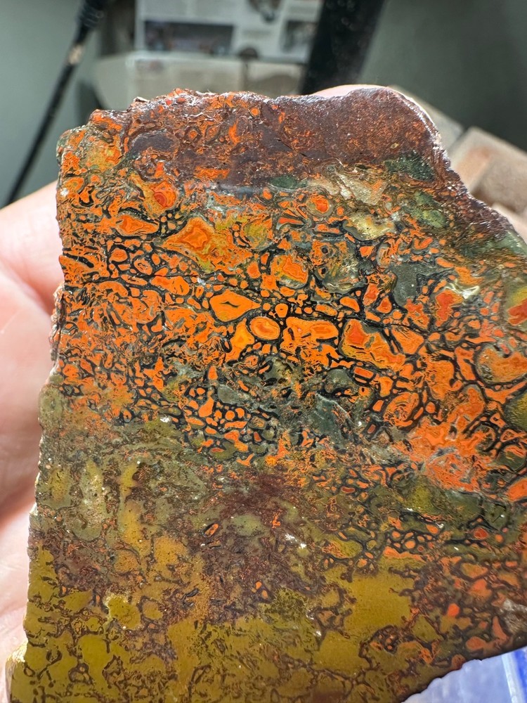 Dinosaur bone polished end cut specimen.