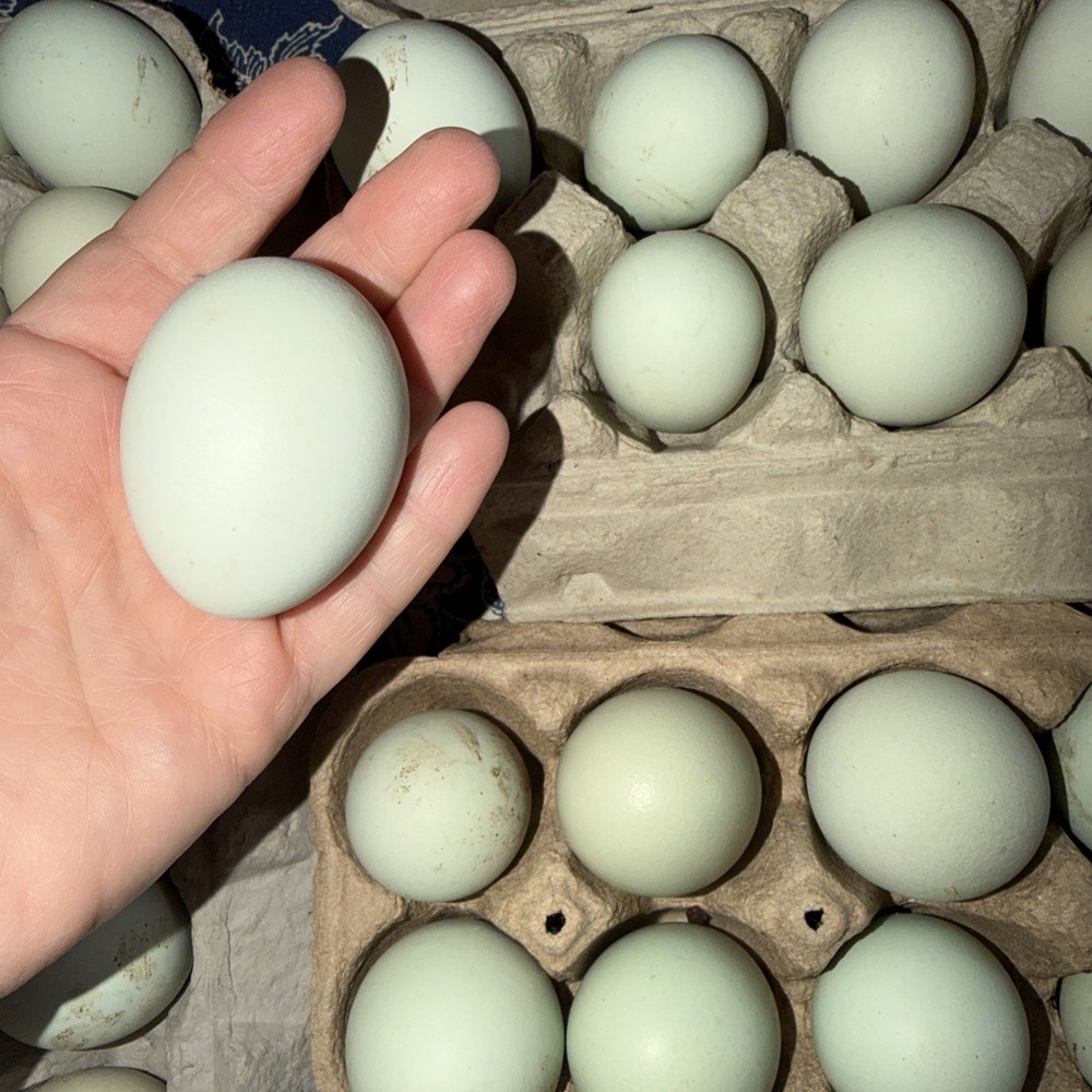 12 Purebred Ameraucana HATCHING EGGS Blue Egg Layer