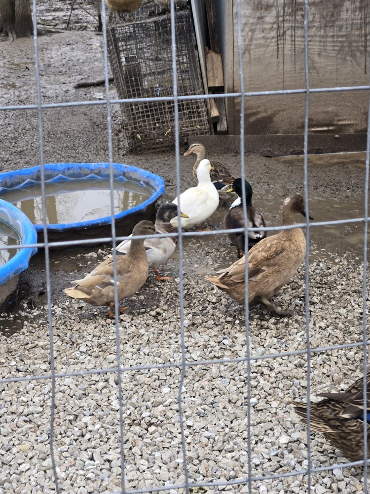 Six Fertile Call Duck Eggs