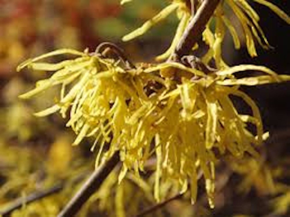 1 Witch Hazel Tree 12-24" Tall Hamamelis virginiana Native Tree Bare Root