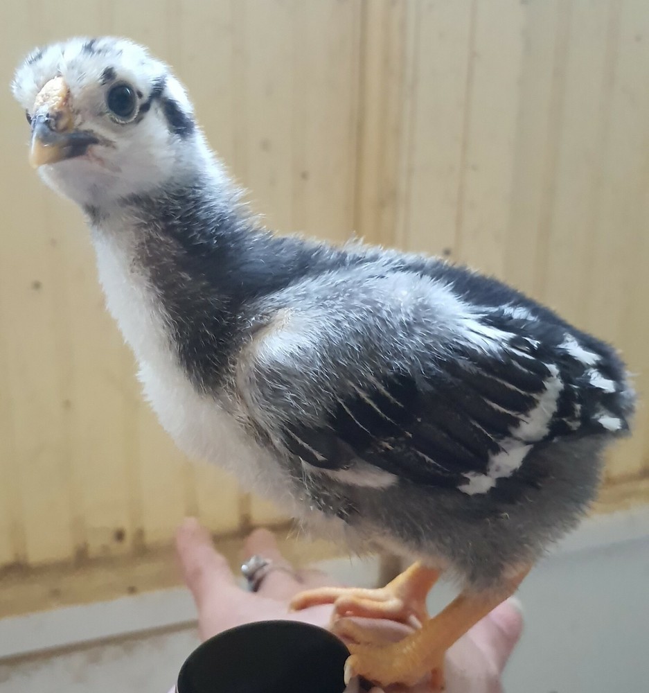 18 NPIP Certified Blue Red Laced Wyandotte hatching eggs