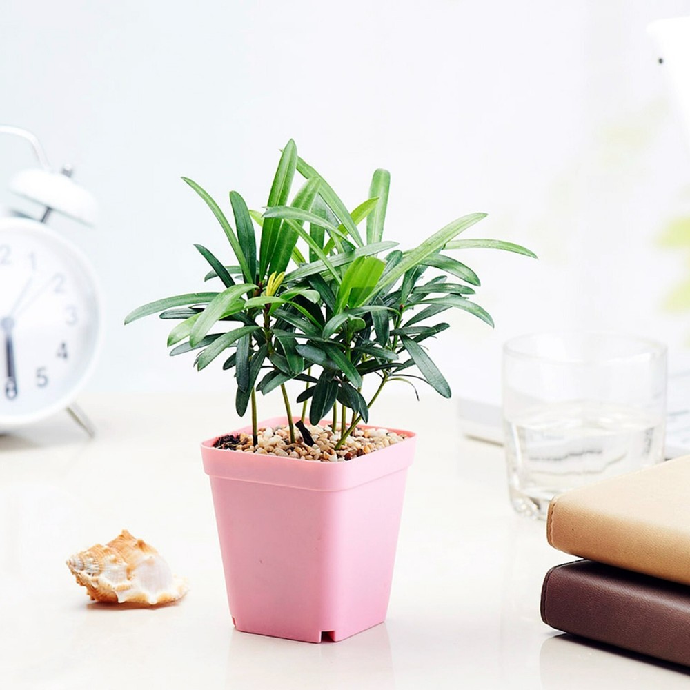Propagator with Dome