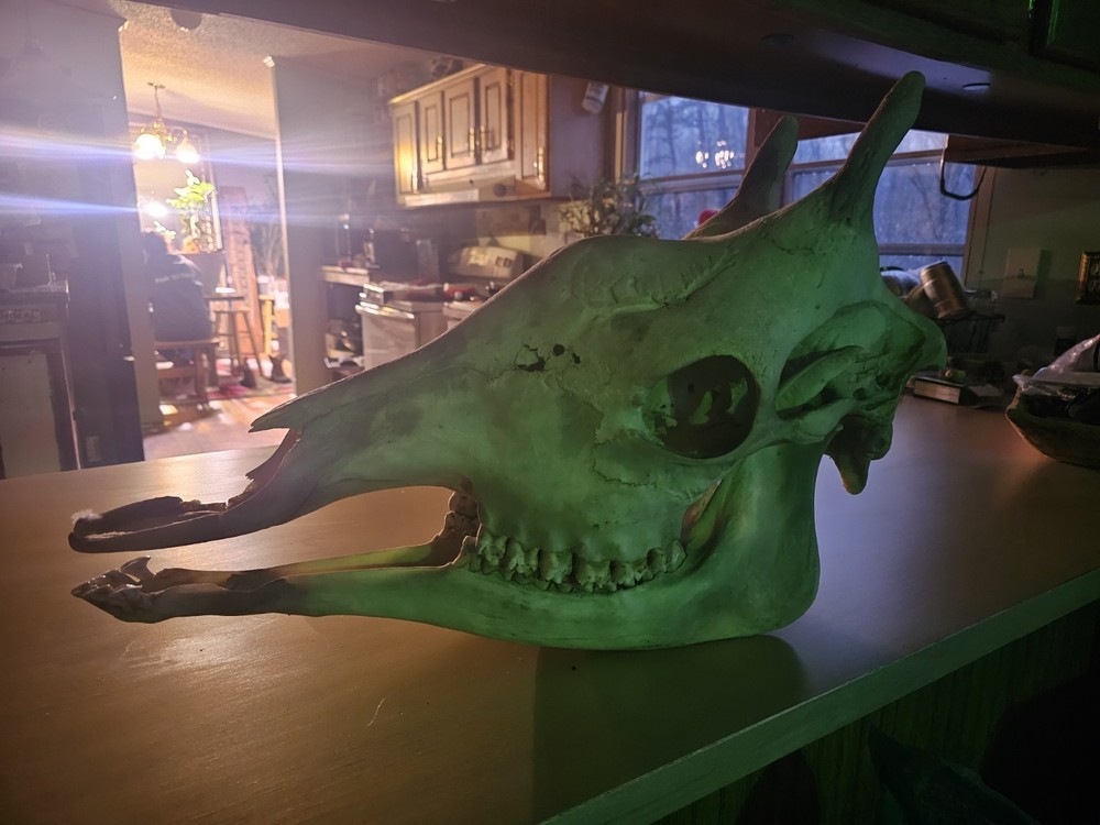 Authentic Tagged Giraffe Skull Great Condition
