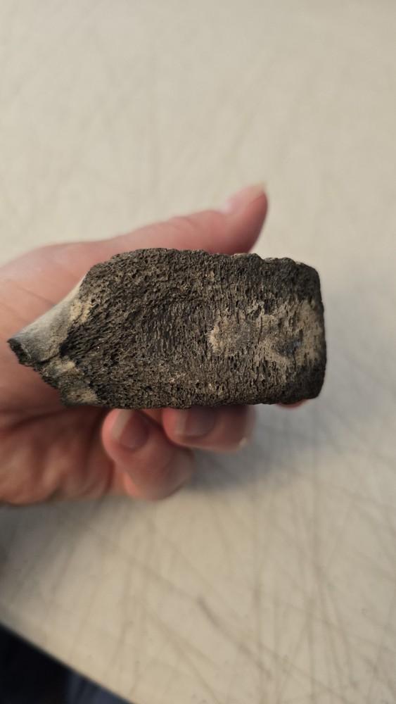 Fossilized Mosasaurus? Vertebra? Reptile Bone? Dinosaur? Real? Replica? READ