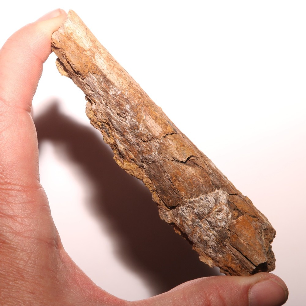 Dinosaur Vertebrae Process - Large - Beautiful - Hell Creek Formation Cretaceous