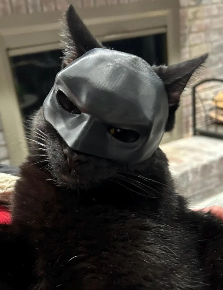 BatCat mask for cats