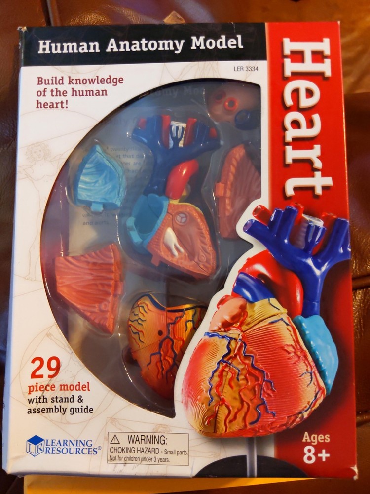 HEART Human Anatomy  Model Learning Resources