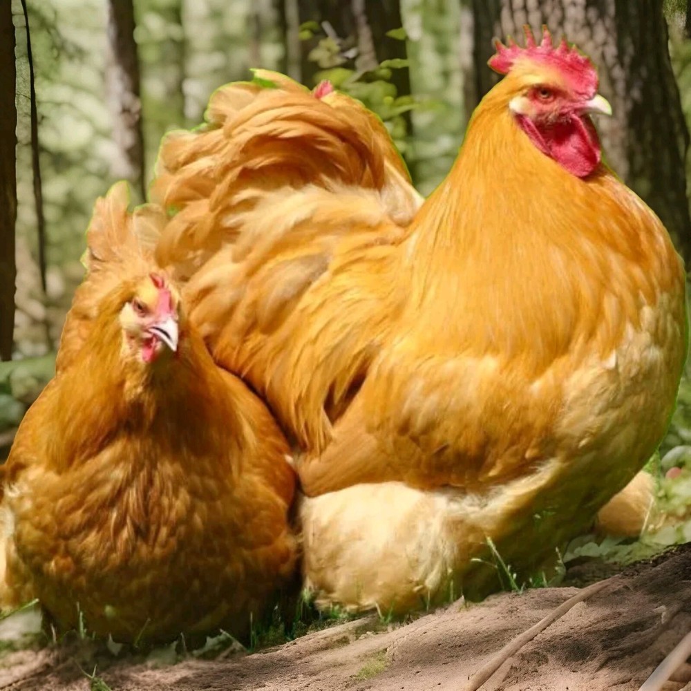 6 A+  English Buff Orpington Hatching Eggs