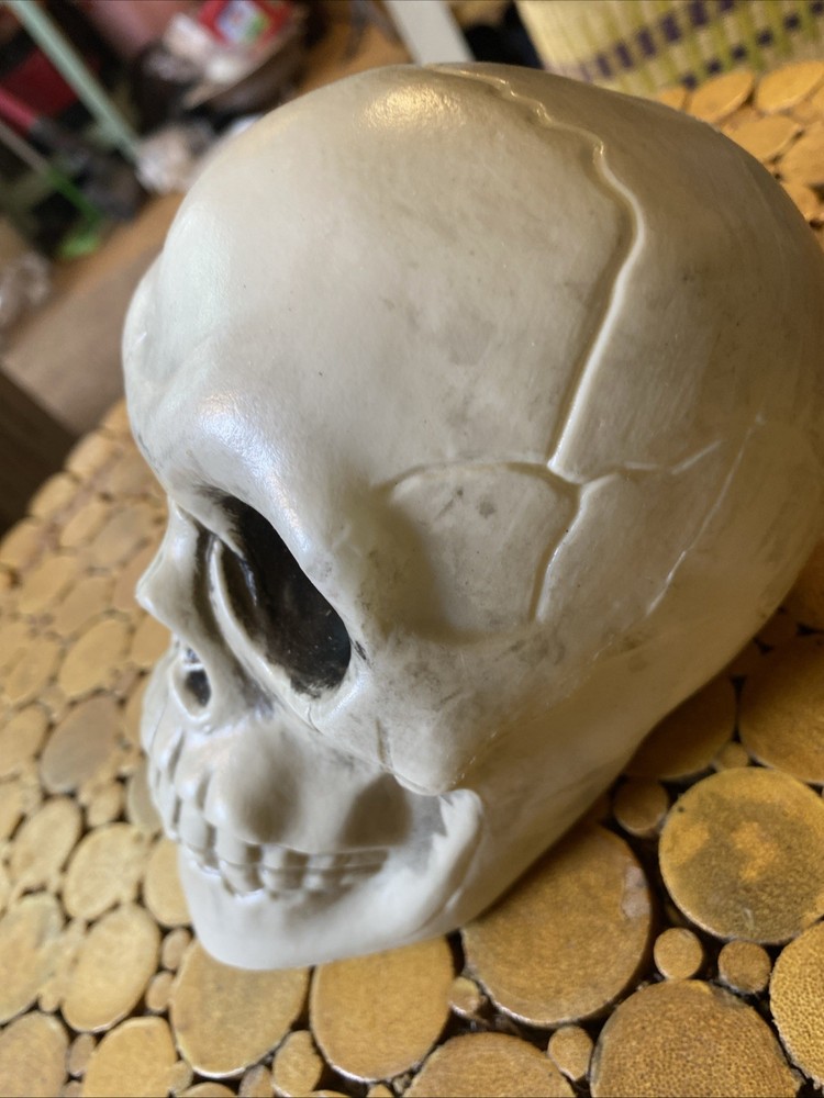 Halloween Skeleton Skull - Prop - Decor