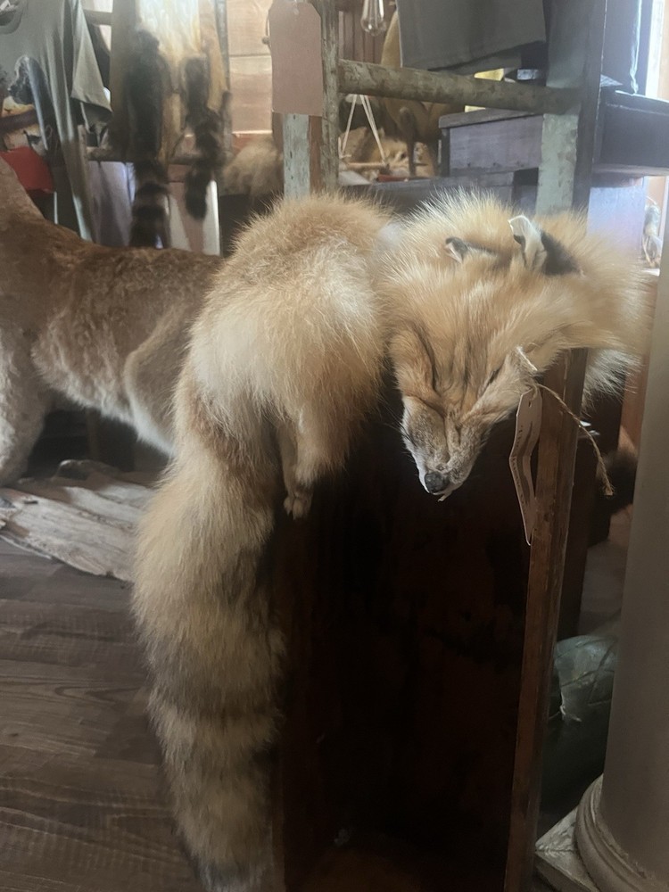 Fox Hide
